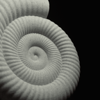 Spiraal | Een sculptuur van een ammonietfossiel