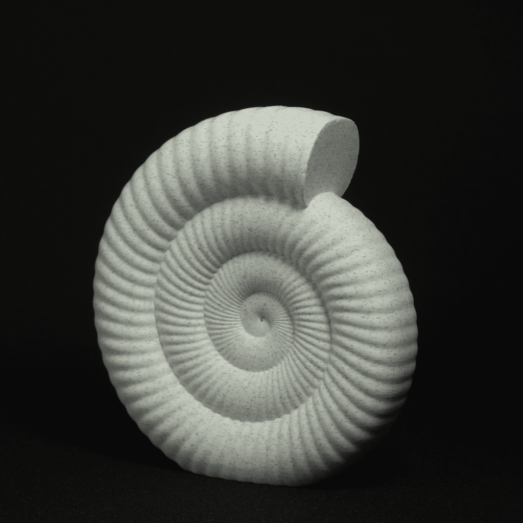 Spiraal | Een sculptuur van een ammonietfossiel